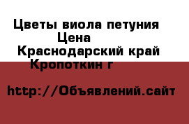 Цветы виола петуния › Цена ­ 20 - Краснодарский край, Кропоткин г.  »    